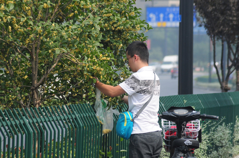 《杭城丹桂飄香，小伙請(qǐng)手下留情！》