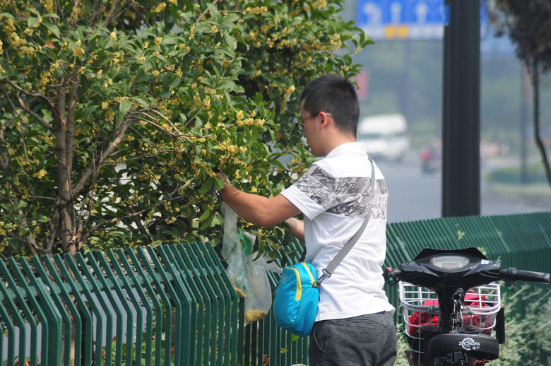 《杭城丹桂飄香，小伙請(qǐng)手下留情！》