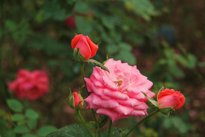 花圃月季花-静物-19摄区-杭州19楼