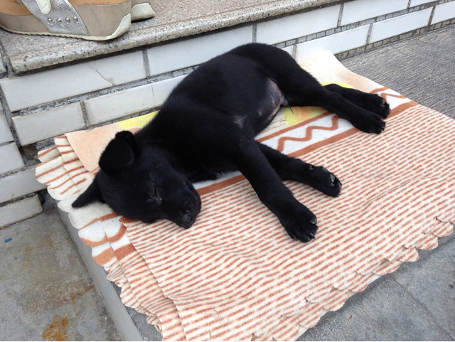 黑色中华田园犬免费求领养-家有宠物-杭州19楼