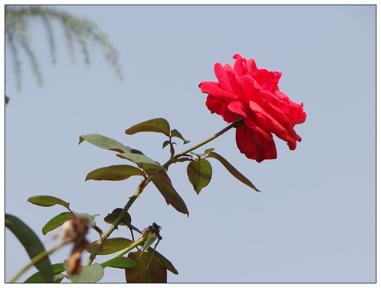月季花-风景照-19摄区-杭州19楼