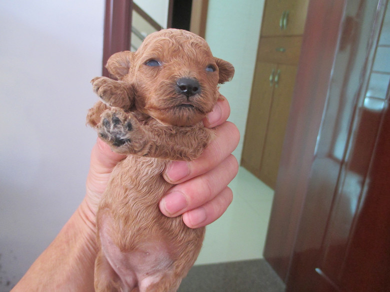家有两只香槟色小泰迪出售-我要出售-宠物相关
