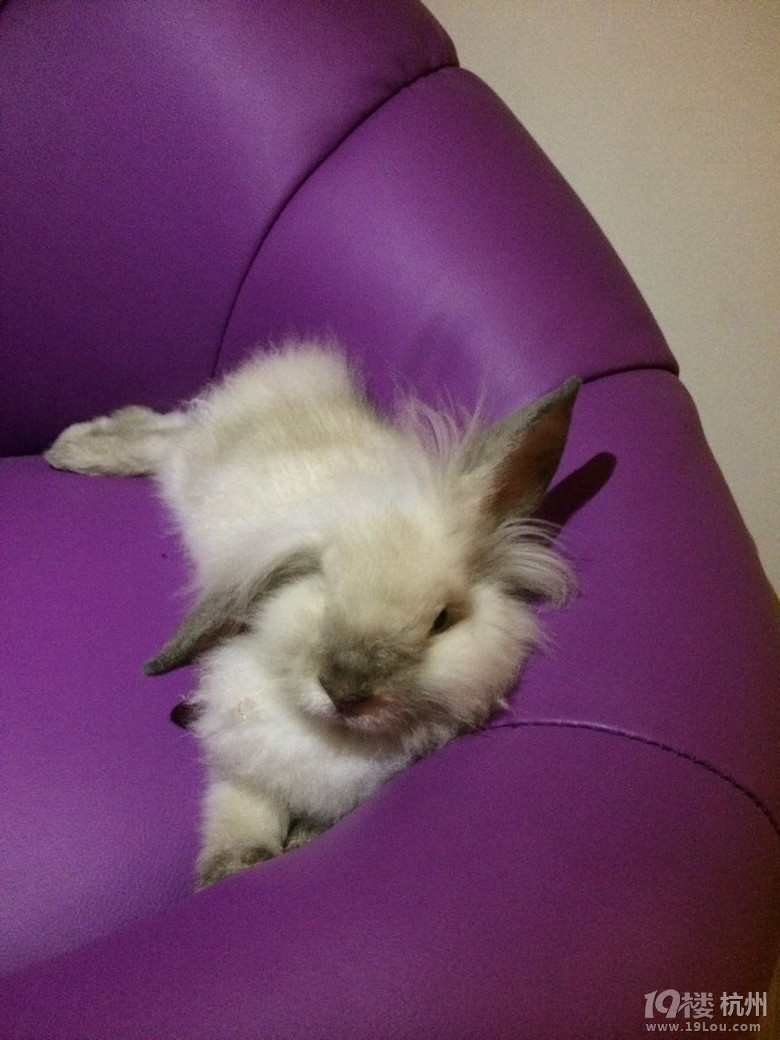 【金夫人结婚日记】狮子男遇上白羊女,两火相