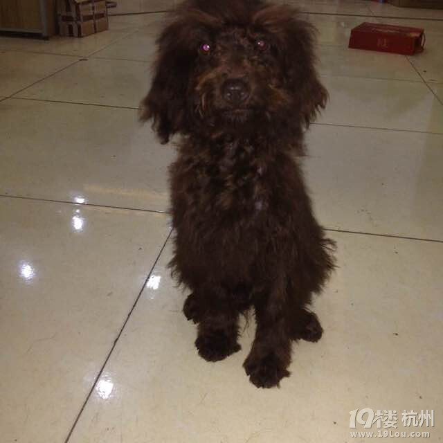 刚买的5个月的泰迪 疫苗什么都打好的-宠物相