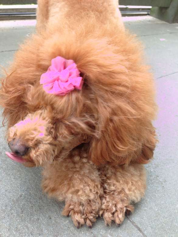 狗狗口臭怎么治-家有宠物-杭州19楼