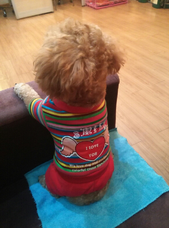 狗狗口臭怎么治