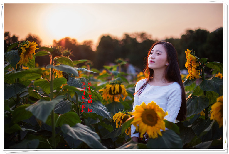 更无柳絮因风起 惟有葵花向日倾