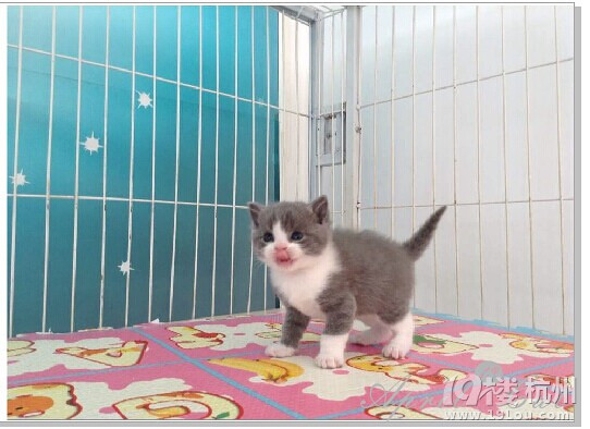 我家正八蓝白小子!-爱宠分享-家有宠物-杭州19