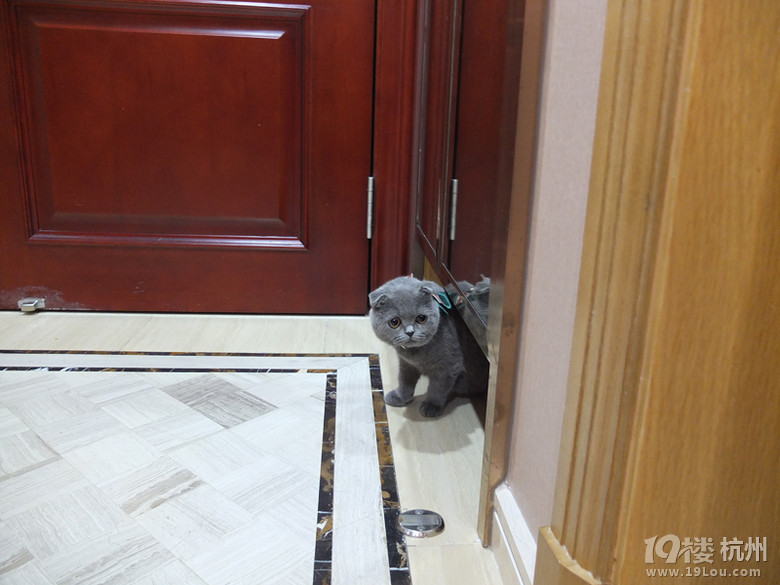 小蓝猫,第一次去朋友家里做客-爱宠分享-家有宠