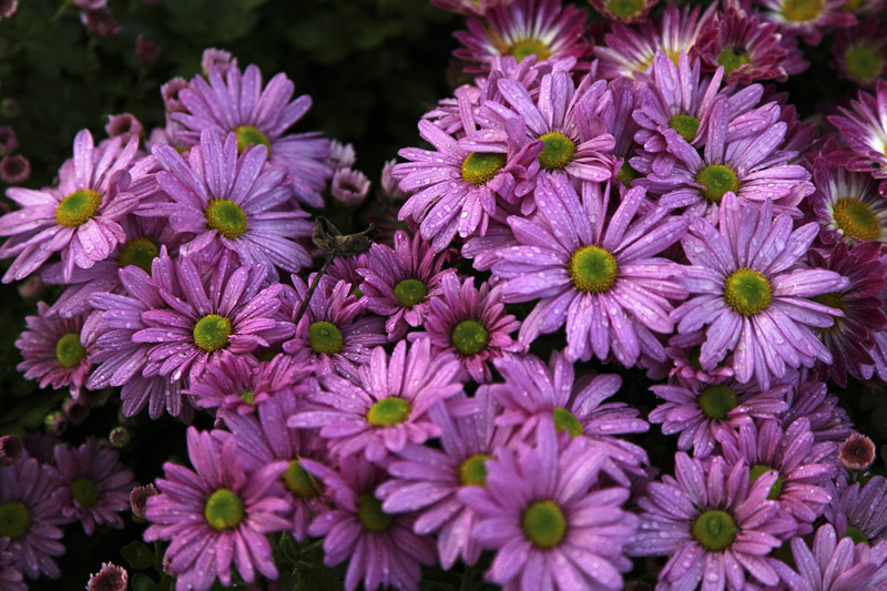 万紫千红小菊花欣赏