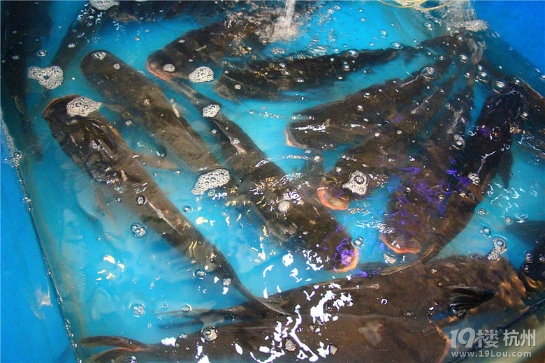 市井里的農(nóng)家餐館--漁太公石鍋魚(yú)
