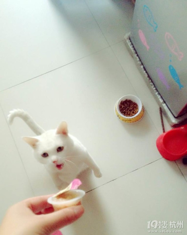多福多難的蹭蹭！你還好嗎？貓貓