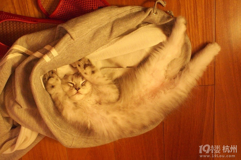 越来越粘人的超级贪玩猫臭臭 (金吉拉)-爱宠分