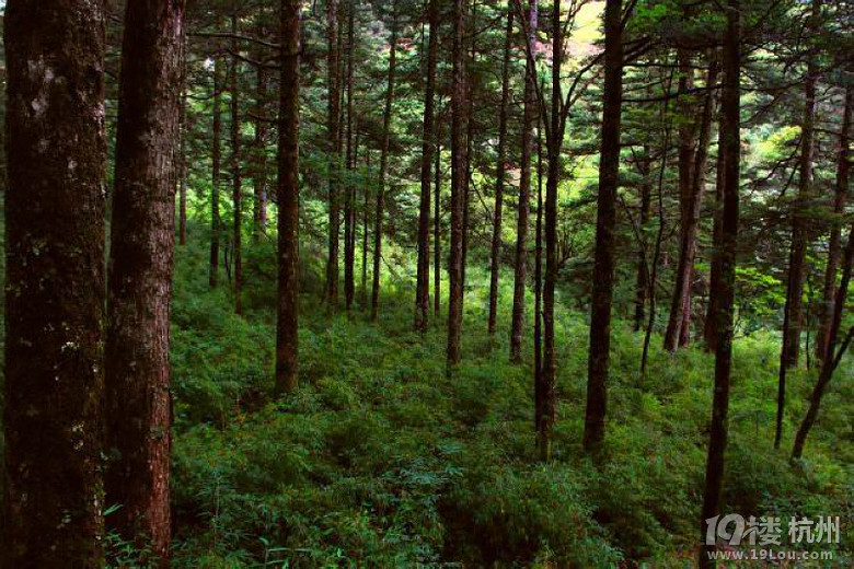 走进神农架(一):穿过大森林-播报-旅游先遣队-杭
