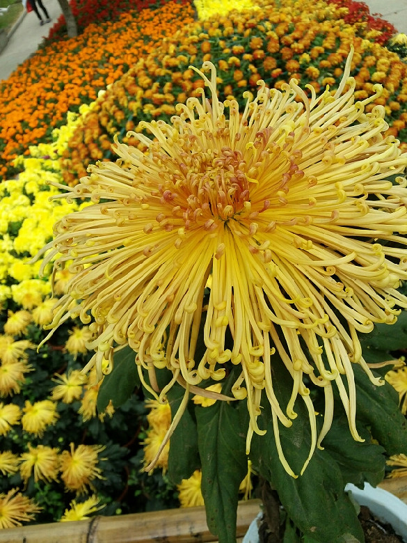 菊花展一年不如一年-手机随手拍-杭州19楼