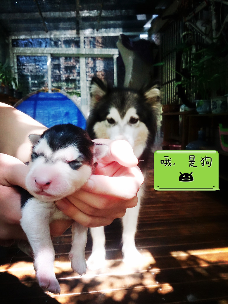 家養(yǎng)阿拉斯加