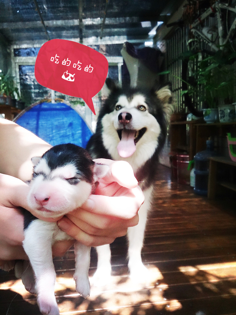 家養(yǎng)阿拉斯加