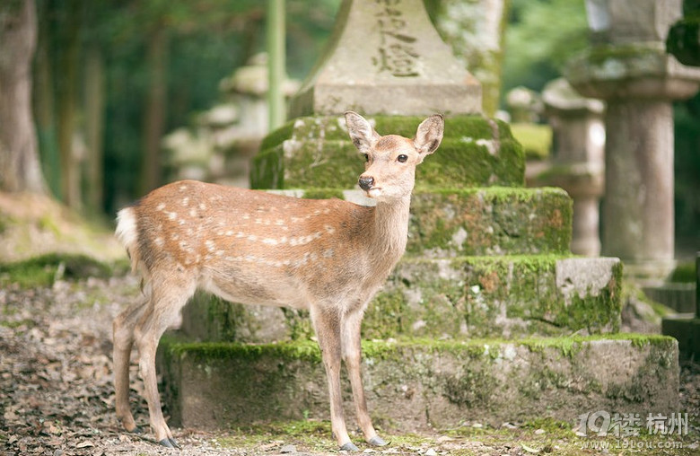Nara Park--奈良公园 -游记攻略-旅游先遣队-杭