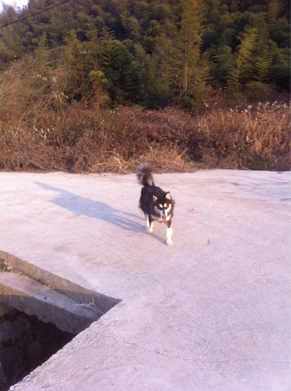 我是一匹来自北方的狼-家有宠物-杭州19楼