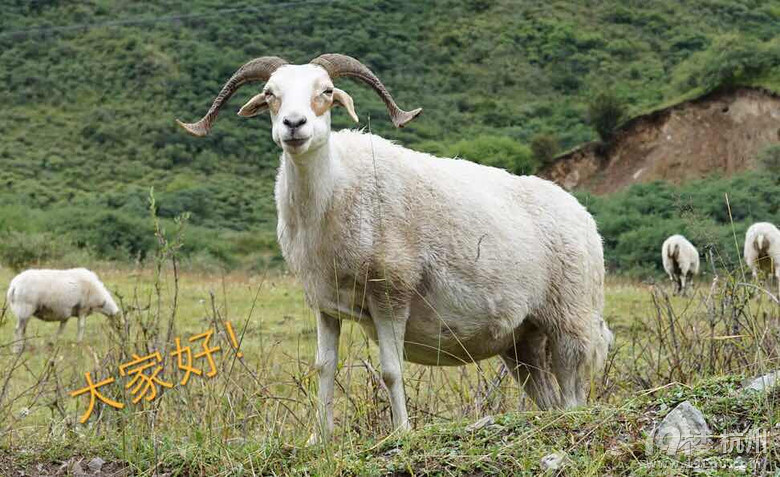 好次的~成都一个公司的藏系羊媒体品鉴会-美