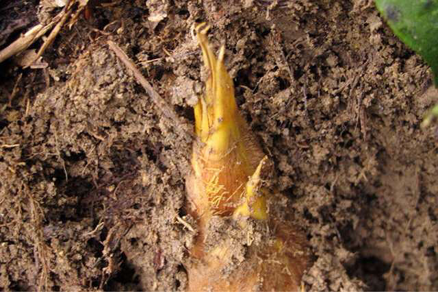 挖冬笋，挖冬笋-美食俱乐部-杭州19楼