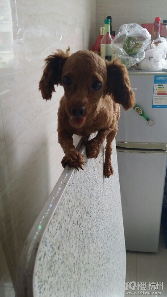 我只是想安静的做个美狗子~-爱宠分享-家有宠