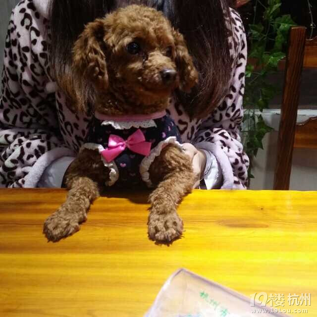 我只是想安静的做个美狗子~-爱宠分享-家有宠