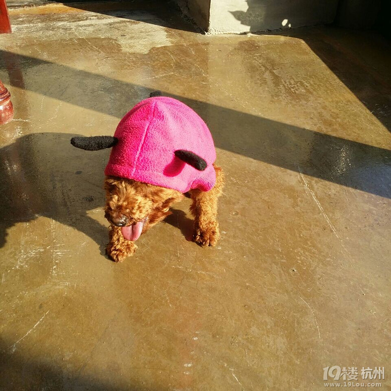 我只是想安静的做个美狗子~-爱宠分享-家有宠