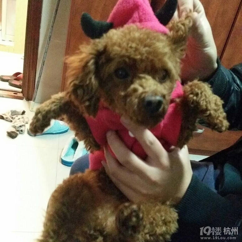 我只是想安静的做个美狗子~-爱宠分享-家有宠