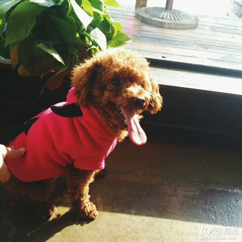 我只是想安静的做个美狗子~-爱宠分享-家有宠