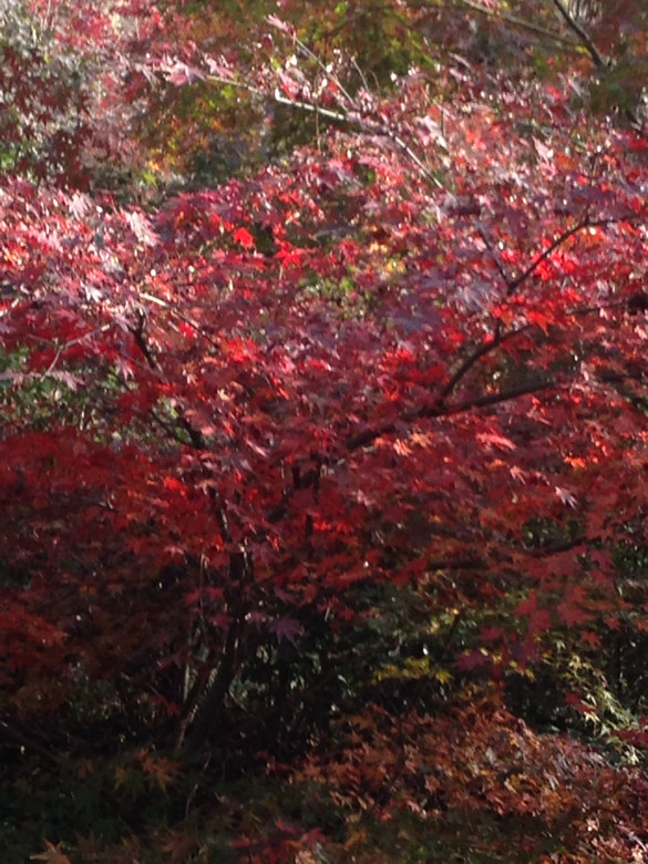 12月月初和同事一起去栖霞寺看红-手机随手拍