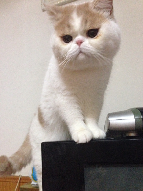 脑袋大,脖子粗,不是大款是火夫-家有宠物-杭州