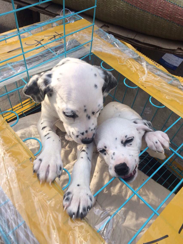 麦町犬,看到的少吧-宠物相关交易区-杭州19楼