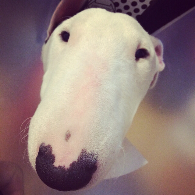 家有贱狗孙红雷《续集》