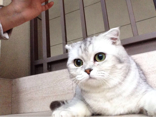 猫交配怎么破-家有宠物-杭州19楼