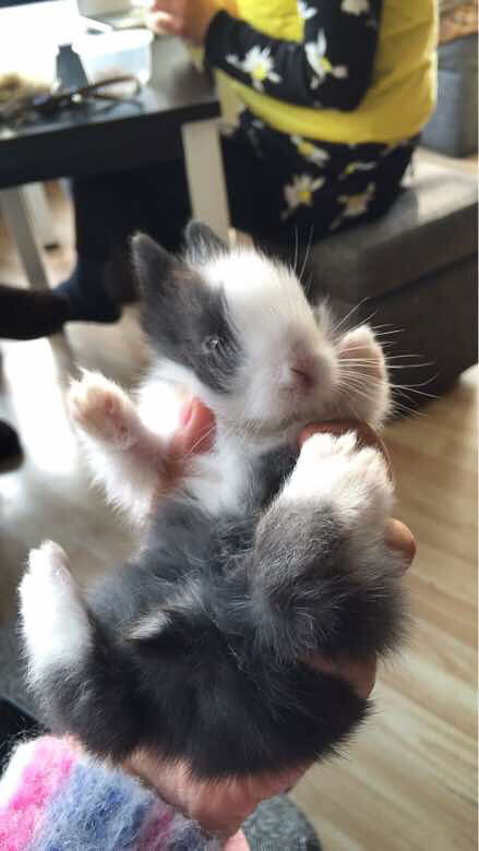 自家养侏儒兔,超萌求包养。-宠物相关交易区-杭