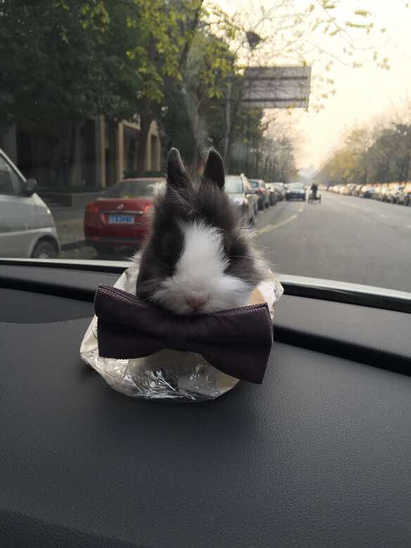 自家养侏儒兔,超萌求包养。-宠物相关交易区-杭