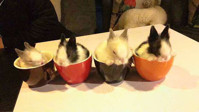 自家养侏儒兔,超萌求包养。-宠物相关交易区-杭