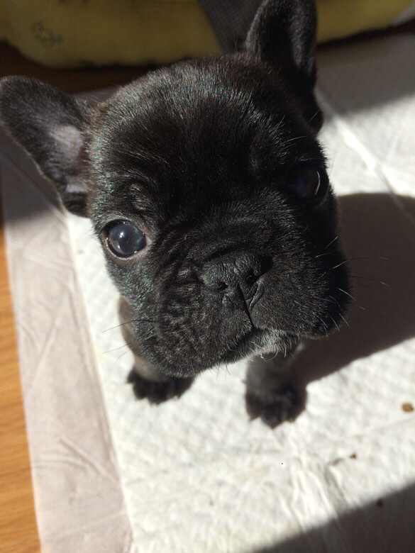 小法牛新技能get!R少爷歪脖子-家有宠物-杭州1