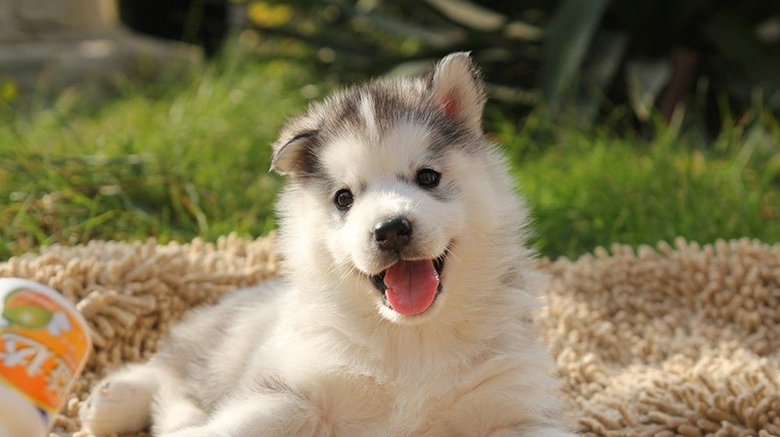 西伯利亚狼-我要出售-宠物相关交易区-杭州19楼