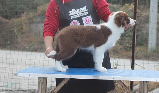 年末出售几只半成年的小边牧 价格便宜亲民-我