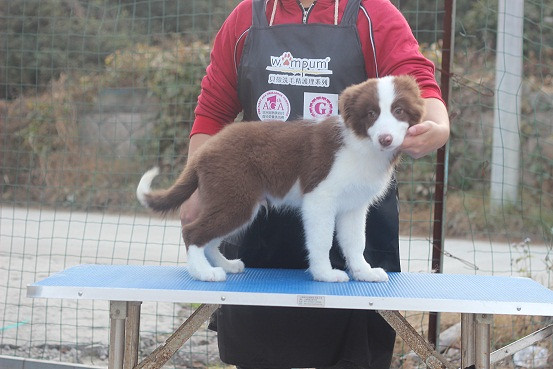 年末出售几只半成年的小边牧 价格便宜亲民-我