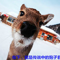 鿴ß