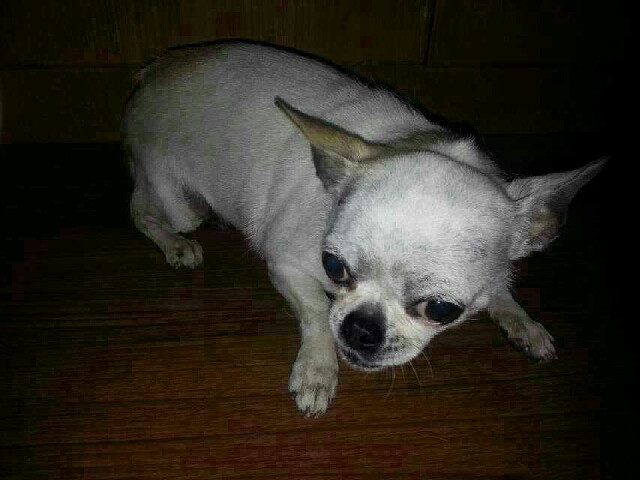 一只被抛弃的吉娃娃,奇葩的主人-爱宠分享-家有