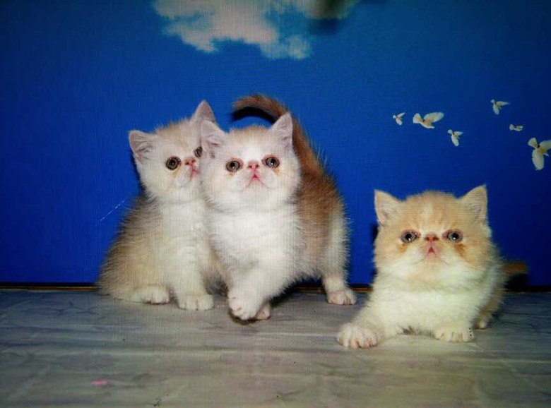 出售a猫咪超可爱高品质猫咪.加菲猫.v猫咪视频.支上床黄色视频图片