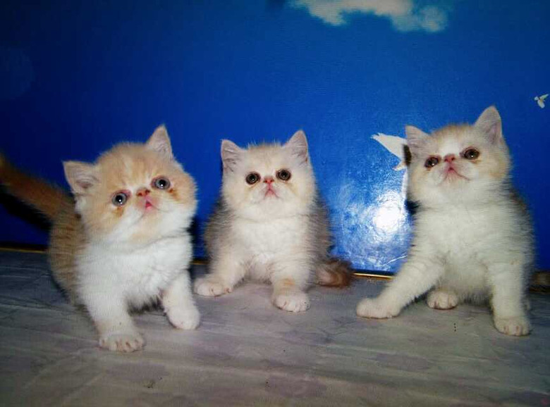 出售a猫咪超可爱高品质猫咪.加菲猫.v猫咪视频.支视频女生搞基图片