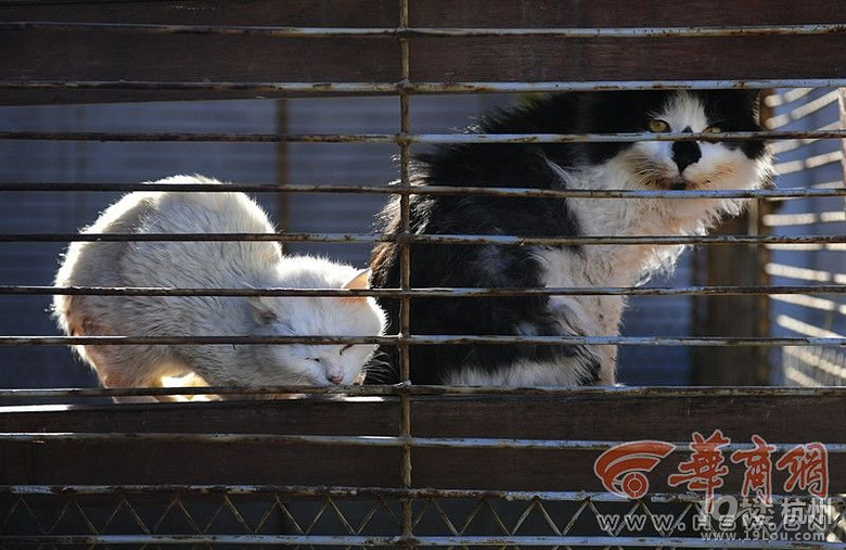 西安高校放假学生饲养宠物遭遗弃-其他-中学教