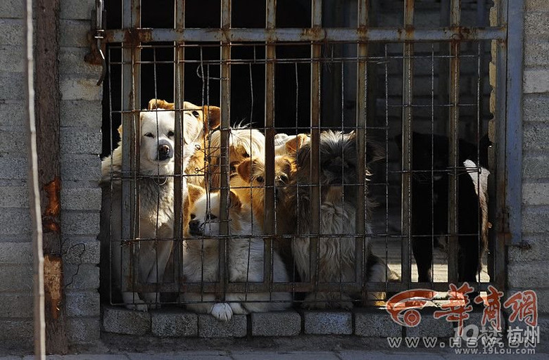 西安高校放假学生饲养宠物遭遗弃-其他-中学教