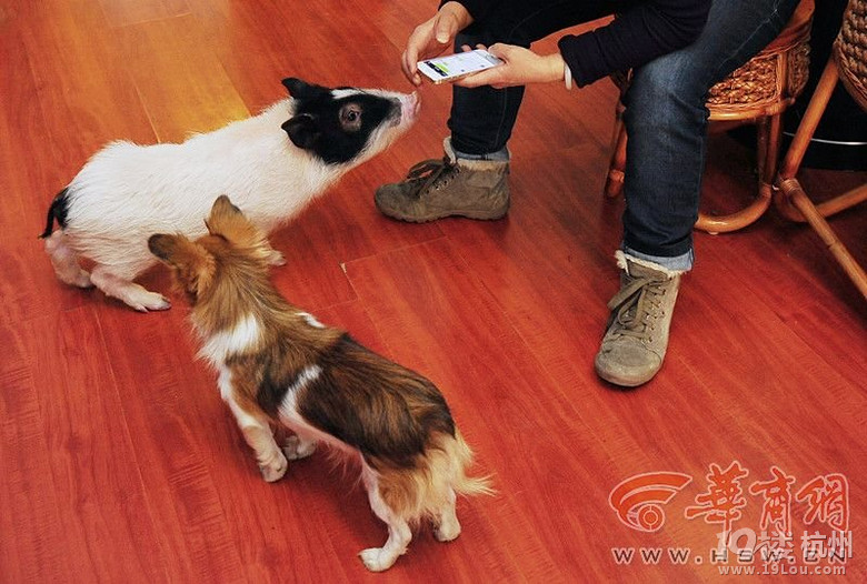 西安高校放假学生饲养宠物遭遗弃-其他-中学教