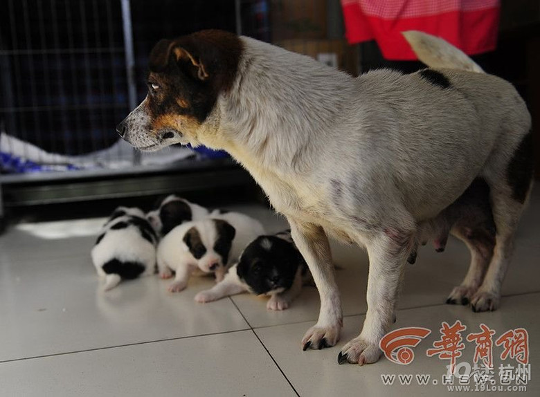 西安高校放假学生饲养宠物遭遗弃-其他-中学教